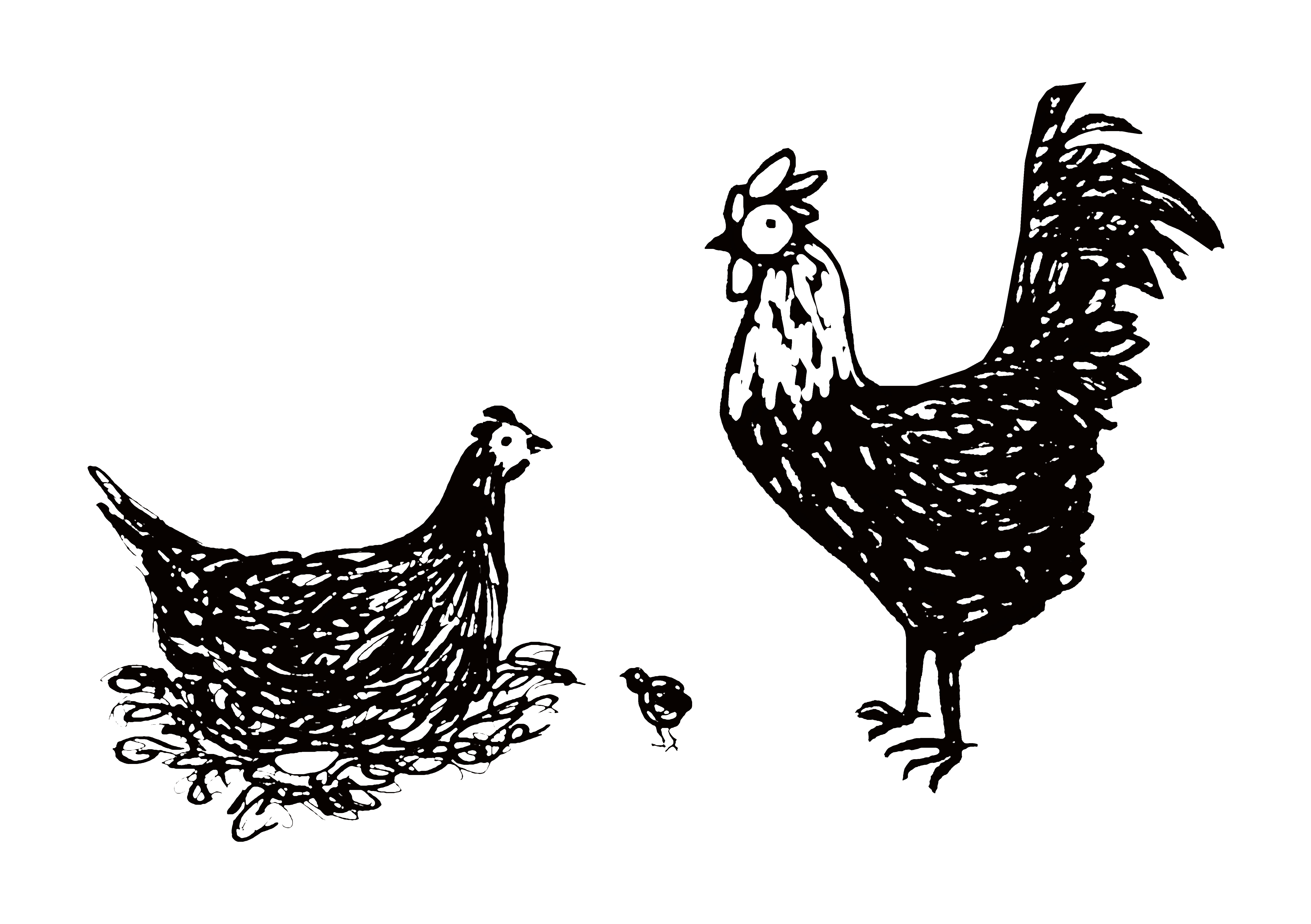 Chook Family.jpg